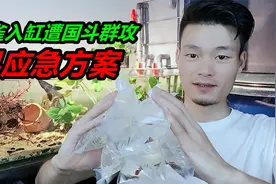 孔雀鱼入缸的一瞬间，遭到斗鱼群起围攻，寻求解决方案视频封面