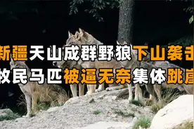 新疆天山成群野狼下山，咬住头羊尾巴将羊群赶走，追着马群跳崖？视频封面