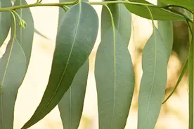 世界上最神奇的树，能吸出地下黄金，简直就是摇钱树啊！视频封面