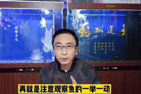为什么新到的鱼总喜欢集体趴在缸角，一定就是有病了吗？视频封面