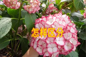 大花绣球“美佳子”和“粉红美女”开花有什么不同？视频封面