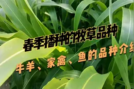 养殖先牧草，春季能播种的牧草品种，产量高，生长快，建议收割！视频封面