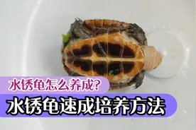 怎么养龟有水锈？小青龟水锈养成，水锈龟形成原理和速成培养方法