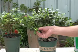 杜鹃花叶子发黑干尖，问题有3个，看完立马回家做好