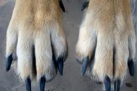 “五爪之狗”不要养，老人说“喂不熟”，猎人反而喜欢视频封面