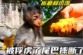 小猴子被俘虏了尾巴摔断了，折磨和饥饿使她筋疲力尽视频封面