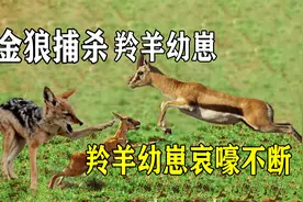 金狼捕杀羚羊幼崽，羚羊幼崽哀嚎不断，母羚羊奋力相救却无能为力视频封面