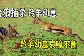 金狼捕杀羚羊幼崽，羚羊幼崽哀嚎不断，母羚羊奋力相救却无能为力视频封面
