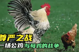 公鸡明明没有生殖器官，那它是怎么完成交配的？专家：原因很简单视频封面