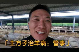 羊羔肺热怎么治疗，这个“土方子”试试管用吗，老养羊人传下来的视频封面