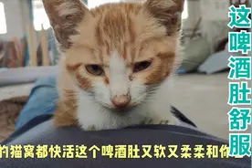 捡来的流浪猫喂点食物不走了，还喜欢睡在我的啤酒肚上，真会享受