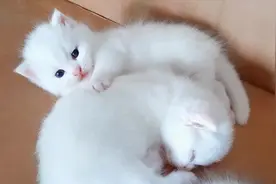 小奶猫出生后一个月不会拉粑粑？解密