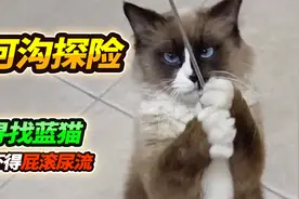 粉丝找到了流浪的团团上门提供线索，最后野外发现大橘猫，太赞了视频封面