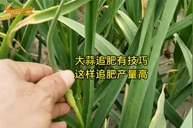大蒜追肥有技巧，只需在这两个时候追肥，蒜薹生长快蒜头产量高视频封面