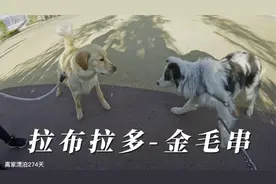 带狗床车穷游西藏，偶遇小姐姐收养拉布拉多金毛串，收获双份快乐