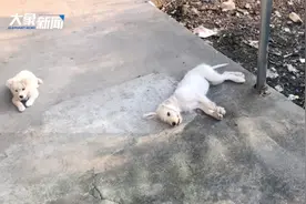 泪目！金毛犬被撞身亡 母狗伏其身边守候不肯离去视频封面