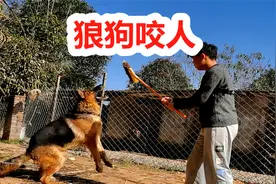 黑背大狼狗咬人多厉害，面对陌生人攻击，德牧立马暴怒视频封面