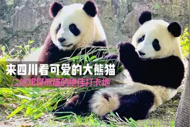 来四川看可爱的大熊猫—推荐二处观赏熊猫的绝佳打卡地