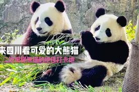 来四川看可爱的大熊猫—推荐二处观赏熊猫的绝佳打卡地视频封面