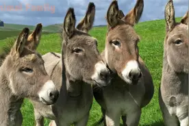 儿童动物声音（1 猫 2 狗 3牛 4 鸡 5羊 6马 7猪 8 驴 9鸭）