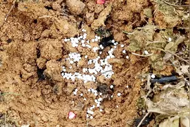 农村种玉米放什么肥料好，尿素120元100斤，复合肥160元100斤视频封面