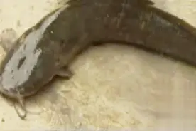 花5万元买的楼房 一到半夜就会听到怪声 竟是化粪池里有一窝鲶鱼视频封面