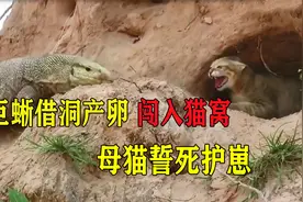 巨蜥借洞产卵闯入猫窝，母猫誓死护崽，危机时刻救兵赶至形势逆转视频封面