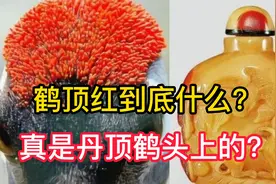 鹤顶红到底是什么奇毒？真的是丹顶鹤头上的吗？揭开真相视频封面