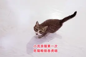 小流浪猫第一次吃猫粮，狼吞虎咽上爪子，吃撑后立刻去躺平，可怜