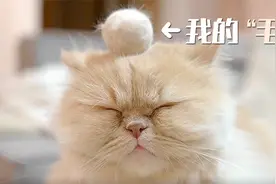猫毛可以拿来做什么？这个东西让猫咪们都乐了~视频封面