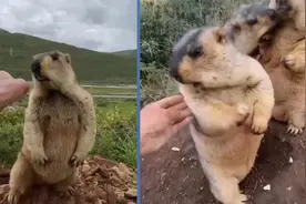 男子想摸土拨鼠，土拨鼠转身不让摸，太搞笑了！视频封面