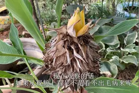 地涌金莲半年就“枯萎”，别害怕，记住这一点，一棵变多棵，赚了视频封面