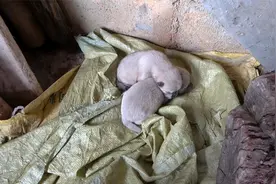 小狗生下一星期母狗就死掉，小狗太可怜了，可怜的小狗加油