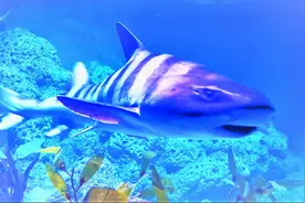 带您去青岛海底世界，与凶恶大白鲨手碰嘴零距离接触，好危险啊