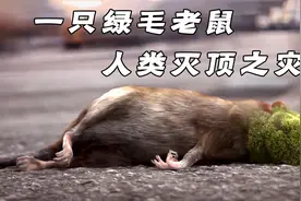 老鼠误食神秘果实，竟引发人类灭顶之灾，最终酿成惨剧！奇幻动画视频封面
