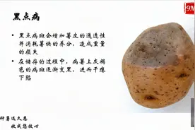 20200623-201117马铃薯黑点病视频封面