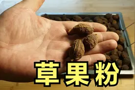 首次发布草果打粉完整版视频，非常适合家庭使用，去腥增香效果好视频封面
