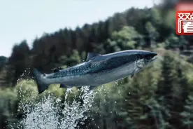 三文鱼带新冠病毒？养殖环境脏？挪威智利等国忙澄清视频封面