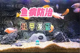 养鱼笔记第2季70集：观赏鱼常用药，亚甲基蓝，堪称万能视频封面