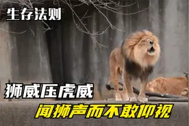 狮威震虎：拉虎吞貔裂犀分象，猛虎见之蜷伏于地，皆不敢仰视其目视频封面
