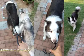 主人同时松开边牧和二哈的牵引绳，被边牧秀一脸：它以为在遛他俩视频封面