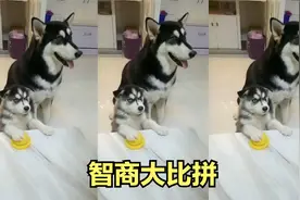 哈士奇小时候对比长大后，智商差距不是一般的大啊视频封面