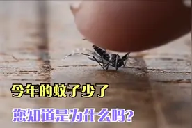 您有没有发现？今年的蚊子少了，知道是为什么吗？