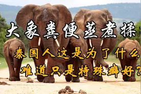 泰国人把大象粪便收集回来蒸煮揉捏，是为了啥？难道是特殊癖好？视频封面