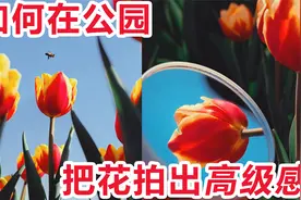 万能拍花技巧，去公园拍照再也不怕踩坑！视频封面