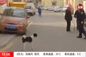 严格处置！清理流浪犬和规范养犬行为，警方正在行动视频封面
