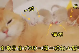 金渐层生下3对一模一样的双胞胎小奶猫，真是个奇迹！