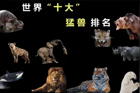 世界十大最凶猛动物排名，冠军是它，真的让人意想不到视频封面