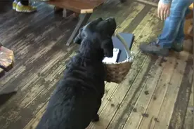 纪录片：狗在饭店里当服务员，客人进门时问好，叼菜单给客人点菜