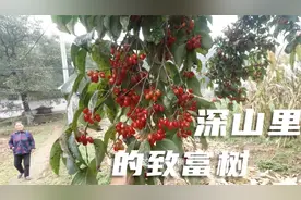 深山里的一棵山萸肉树，能卖到3000元，山里到处都是宝啊